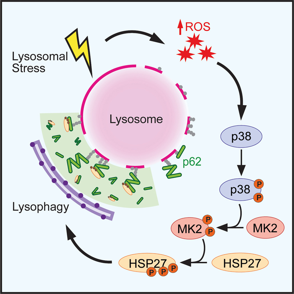 Penn Medicine CSO (@pennmedcso) on Twitter photo Lysosomal damage triggers a p38 MAPK-dependent phosphorylation cascade to promote lysophagy via HSP27 ft. <a href="/lizgallagher900/">liz gallagher</a>, Peace Oloko, <a href="/tessa_fitch/">tessa</a>, <a href="/ErikaHolzbaur/">Erika Holzbaur-Howland</a> (<a href="/UPennPhysiology/">UPenn Physiology</a>), Elizabeth Brown & @spruce_lynn (<a href="/CHOP_Research/">CHOP Research</a>) cell.com/current-biolog…? Lysosomal damage triggers a p38 MAPK-dependent phosphorylation cascade to promote lysophagy via HSP27 ft. <a href="/lizgallagher900/">liz gallagher</a>, Peace Oloko, <a href="/tessa_fitch/">tessa</a>, <a href="/ErikaHolzbaur/">Erika Holzbaur-Howland</a> (<a href="/UPennPhysiology/">UPenn Physiology</a>), Elizabeth Brown & @spruce_lynn (<a href="/CHOP_Research/">CHOP Research</a>) cell.com/current-biolog…?