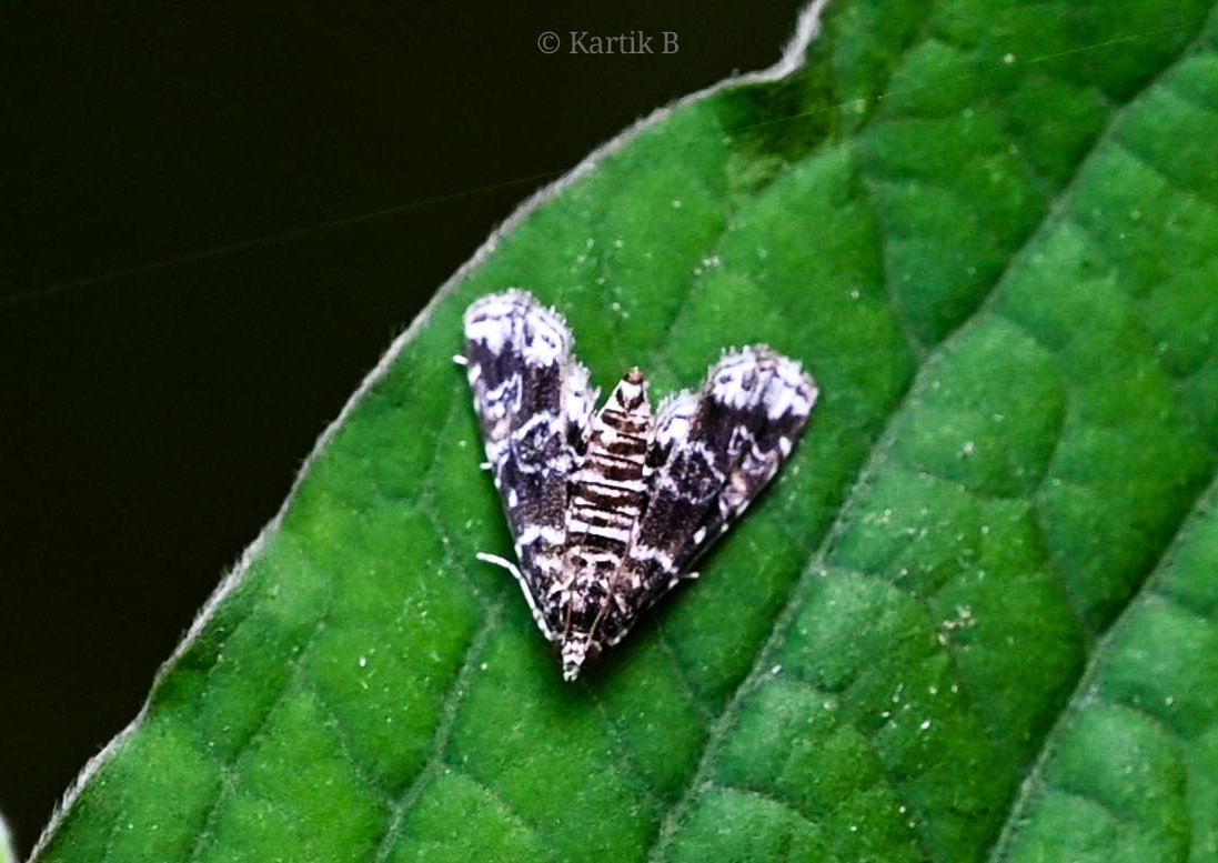 Woodpecker_cent's tweet photo. China-mark Moth (elophila ssp) for #mothmonday.
Asola-Bhatti Park, Delhi - Sep 2024.
#IndiAves #ThePhotoHour #natgeoyourshot #channel169 #macrophotography #NikonCreators #niffeature #biodiversity #nature #discoverearth #micromoths #mothsofindia #insectencounter #macrohour https://t.co/0H8L7edwpz