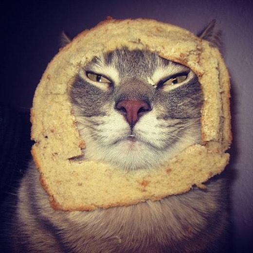 INBREDCATONSOL's tweet photo. @elonmusk 🍞🫵😹🍞 https://t.co/GNguKhTZ5H