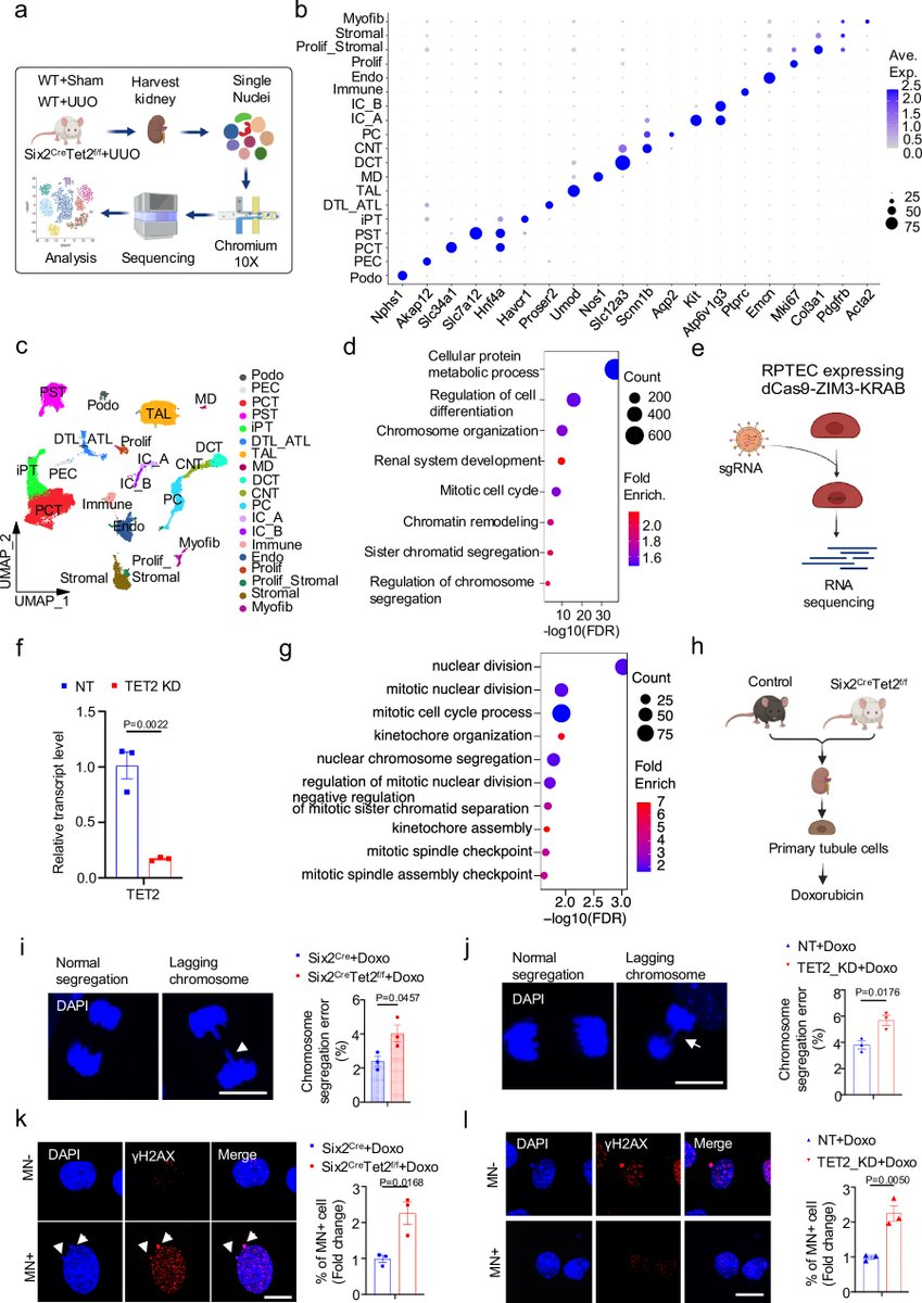 Penn Medicine CSO (@pennmedcso) on Twitter photo #TET2 germline variants & kidney disease ft. <a href="/LiangXiujie/">Xiujie Liang</a>, <a href="/Hongbo919Liu/">Hongbo Liu</a>, Hailong Hu, Eunji Ha, Jianfu Zhou, <a href="/AminAbedini1990/">Amin Abedini</a>, <a href="/andrea_26sn/">Andrea Sánchez-Navarro</a>, <a href="/KonstantinKltz/">Konstantin Klötzer</a> & <a href="/KSusztak/">Katalin Susztak</a> (<a href="/PennKidney/">Penn Kidney</a>/ <a href="/PennGenetics/">Penn Genetics</a>) <a href="/NatureComms/">Nature Communications</a> nature.com/articles/s4146… #TET2 germline variants & kidney disease ft. <a href="/LiangXiujie/">Xiujie Liang</a>, <a href="/Hongbo919Liu/">Hongbo Liu</a>, Hailong Hu, Eunji Ha, Jianfu Zhou, <a href="/AminAbedini1990/">Amin Abedini</a>, <a href="/andrea_26sn/">Andrea Sánchez-Navarro</a>, <a href="/KonstantinKltz/">Konstantin Klötzer</a> & <a href="/KSusztak/">Katalin Susztak</a> (<a href="/PennKidney/">Penn Kidney</a>/ <a href="/PennGenetics/">Penn Genetics</a>) <a href="/NatureComms/">Nature Communications</a> nature.com/articles/s4146…