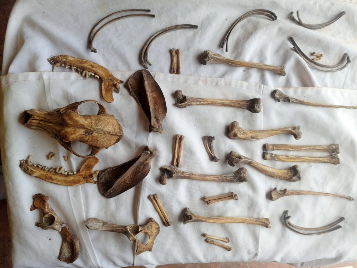 radads's tweet photo. @khelgen Is it possible that the Thylacine could have reached Madagascar ? https://t.co/itK05WzqmE