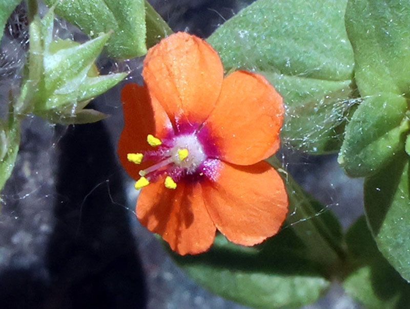 Plant of week - Scarlet Pimpernel Plant (Anagallis arvensis). Invasive. Has small, five-petaled flowers that are usually orange or salmon pink, but can be red, white, or bright blue. All parts of the plant are toxic to humans and livestock if ingested. Picture © Paul Santori