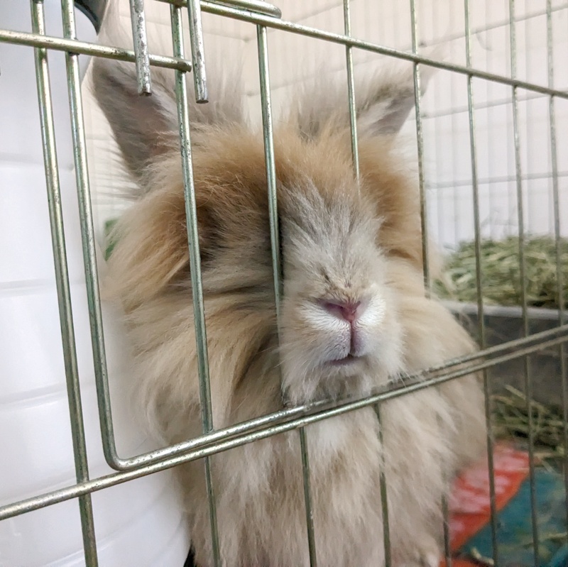 SSBunnyBoarding's tweet photo. "Please deliver treats immediately." #ssbunnyboarding https://t.co/6PP4xLm0GF