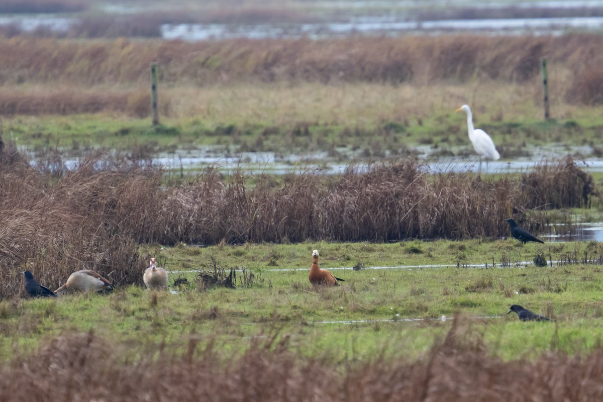 Simon Knight (@knight_simon) on Twitter photo A sign of the times at <a href="/RSPB_BurtonMere/">RSPB Burton Mere Wetlands</a> Egyptian Goose, Ruddy Shelduck and Great Egret in the same field of view! A sign of the times at <a href="/RSPB_BurtonMere/">RSPB Burton Mere Wetlands</a> Egyptian Goose, Ruddy Shelduck and Great Egret in the same field of view!