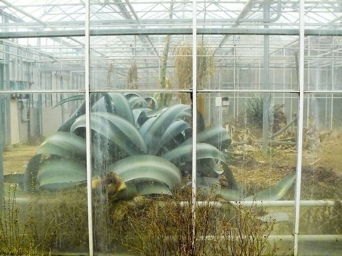 NinaAntonia13's tweet photo. Agave plant goes 'Lovecraft' in an abandoned greenhouse. https://t.co/8aZ8UBgebp