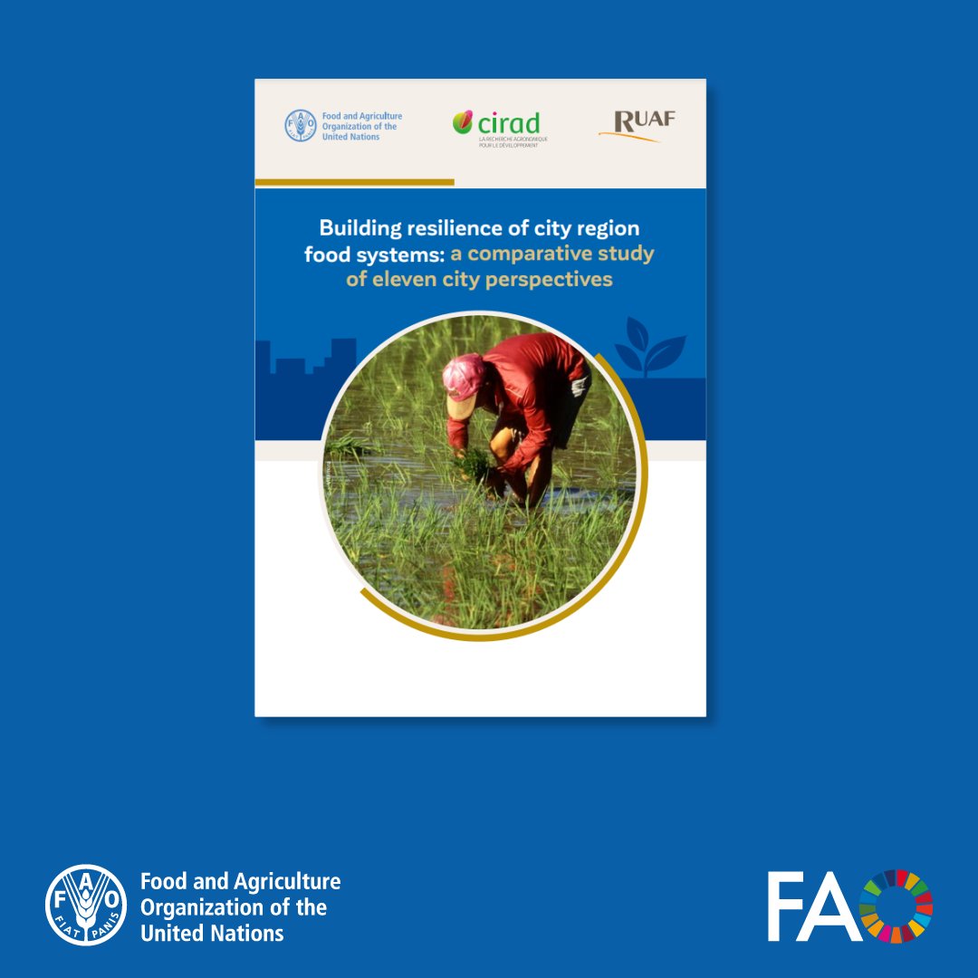 FAOKnowledge's tweet photo. 📊Local governments are prioritizing food security &amp; sustainability as cities face increasing shocks. 

@FAO’s new study compares 11 city perspectives, analyzing food system resilience, policy responses &amp; collective actions taken.

Read the full study 🔗 https://t.co/kc2uEtzldD https://t.co/OPsXSyZWmV