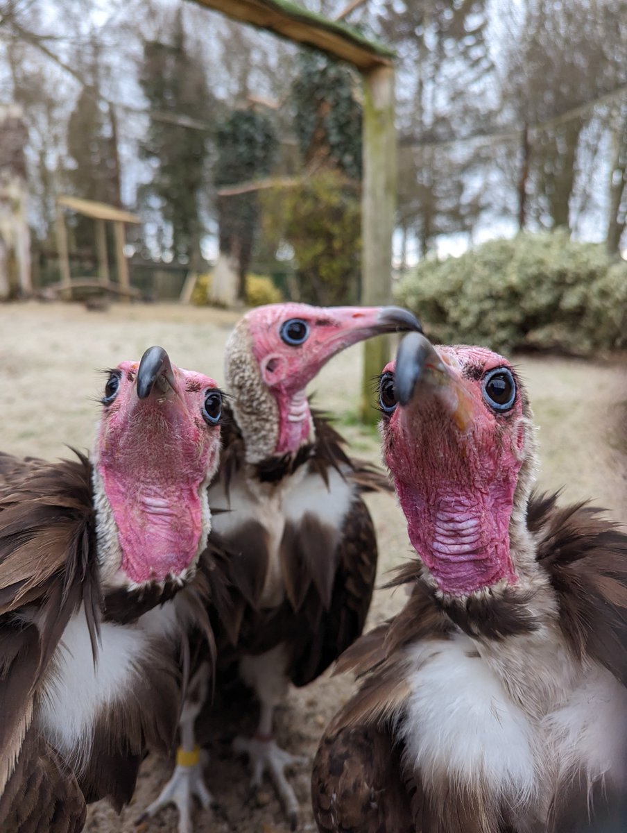 Hawk Conservancy Trust tweet media