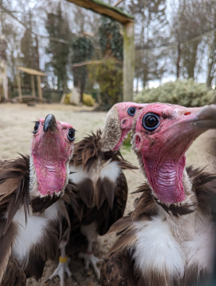 Hawk Conservancy Trust tweet media