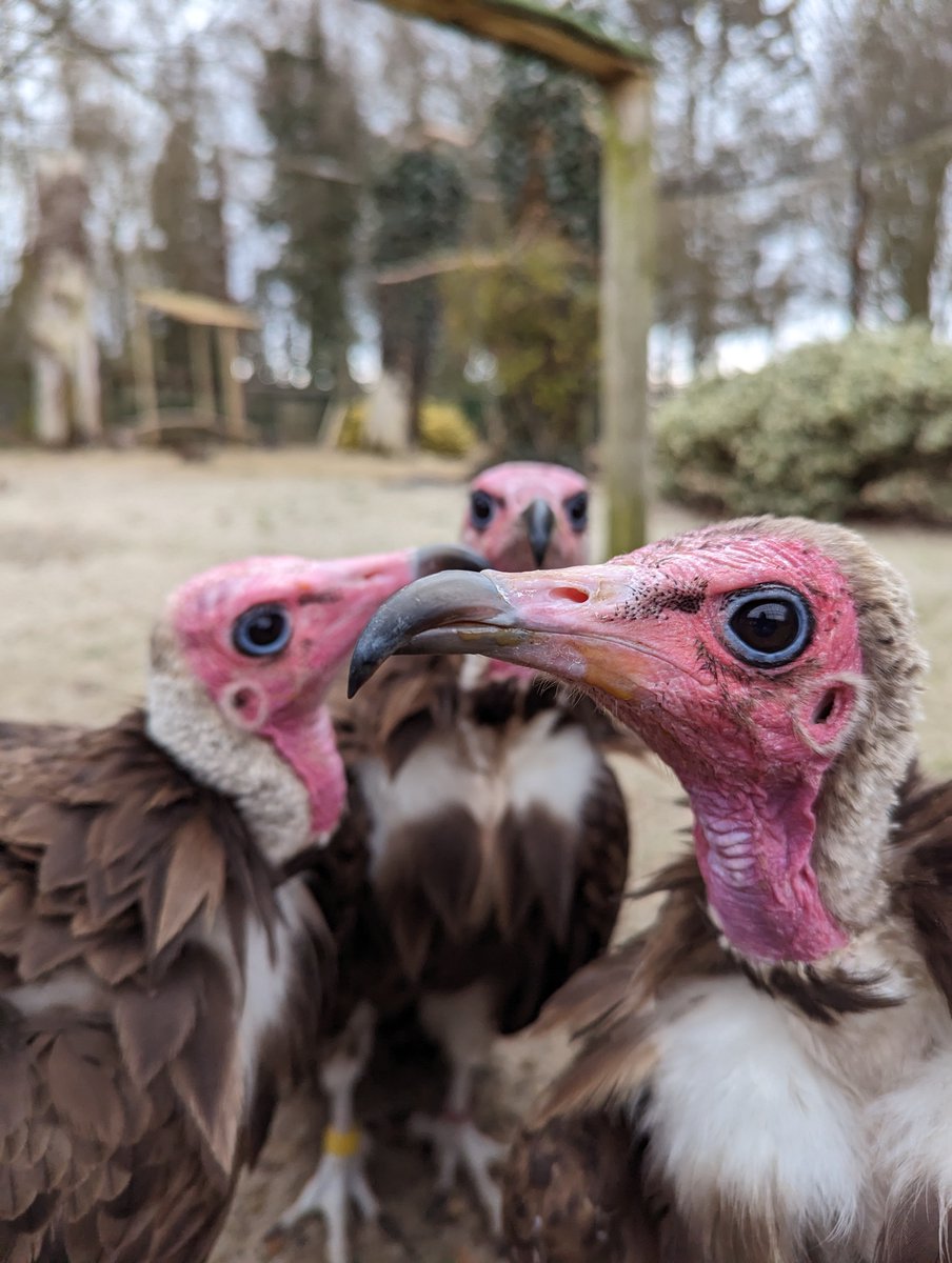 Hawk Conservancy Trust tweet media