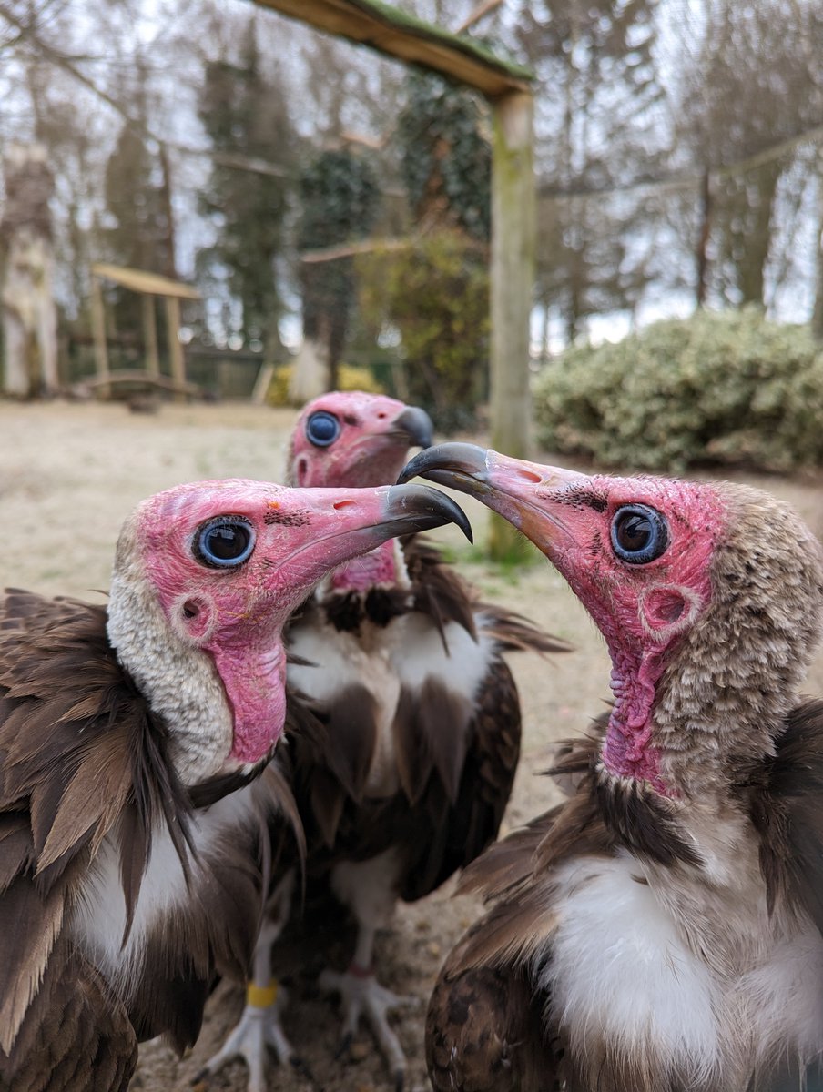 Hawk Conservancy Trust tweet media