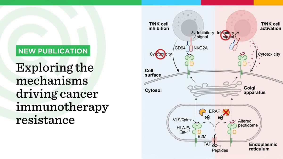 Calico (@calico) on Twitter photo A recent study by Calico researchers and our collaborators from <a href="/broadinstitute/">Broad Institute</a> and @Massgeneralnews explores a new approach that may help improve cancer immunotherapy.
Read the full study here: sciencedirect.com/science/articl…
#cancerresearch #agingscience #immunotherapy A recent study by Calico researchers and our collaborators from <a href="/broadinstitute/">Broad Institute</a> and @Massgeneralnews explores a new approach that may help improve cancer immunotherapy.
Read the full study here: sciencedirect.com/science/articl…
#cancerresearch #agingscience #immunotherapy
