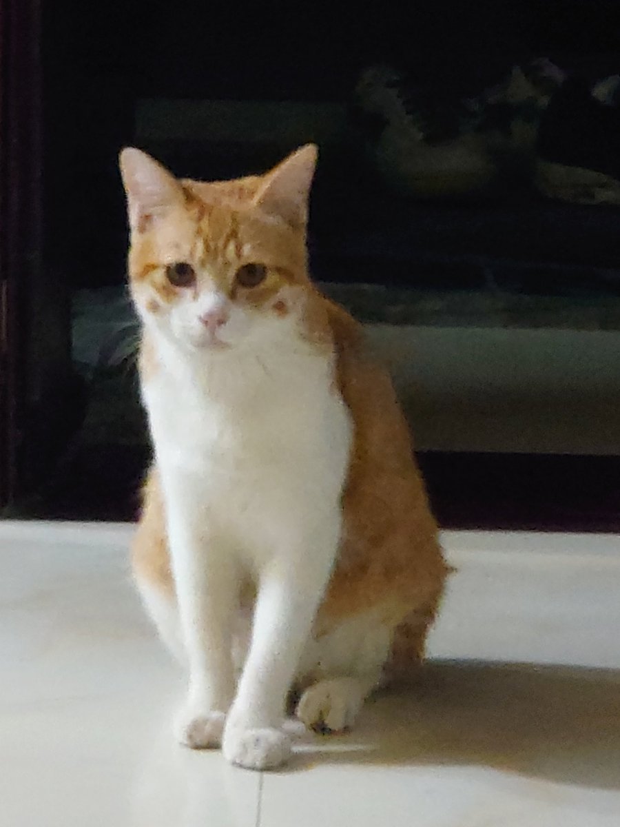 Bolin79417730's tweet photo. 与猛虎对视 戒掉猥琐气质 https://t.co/gbYiZayG3p