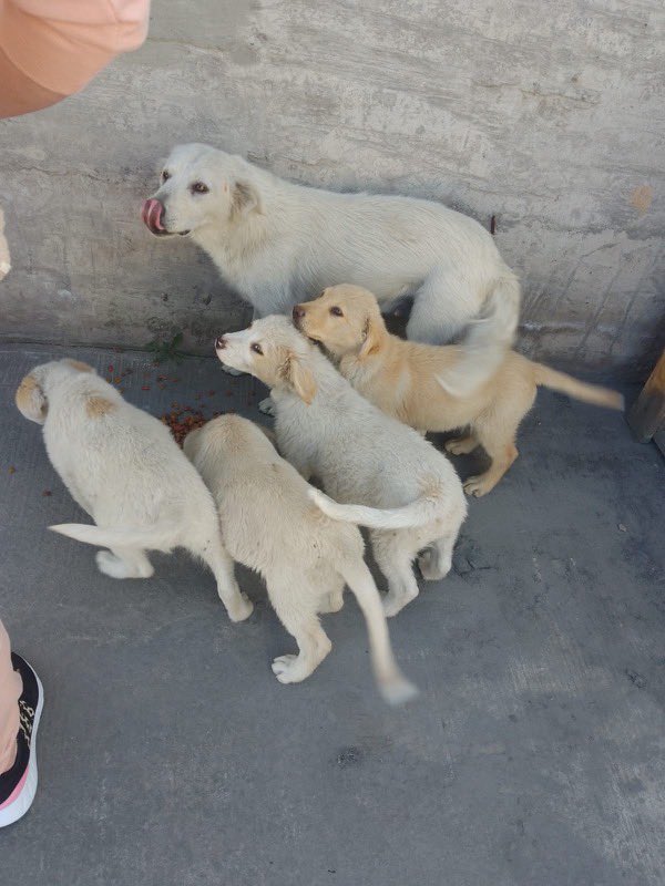 Estas 4 cachorras y su mamá tienen resguardo hasta el miércoles. Después se van a la calle. 

-  están esterilizadas 
- están en Toluca pero podemos trasladaras
- tienen 4 meses y 1 año 
contacto: 5528190913

Rescatalandia ayuda con $ y fotos y difusión para adopción rápida.
