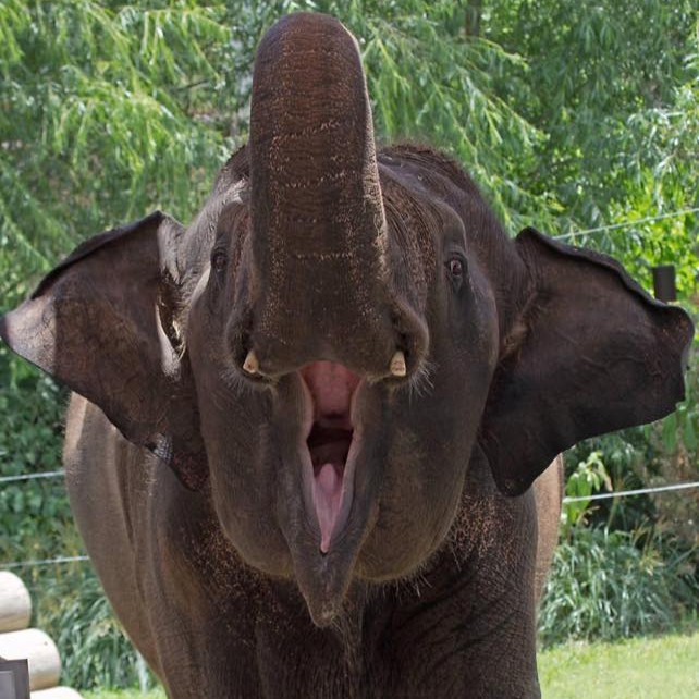 Oklahoma City Zoo and Botanical Garden tweet media