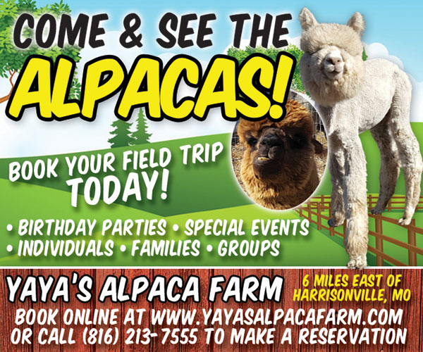 ipetskc's tweet photo. 🦙✨ Escape to happiness at Yaya’s Alpaca Farm! Snuggle adorable alpacas, shop cozy alpaca-made treasures, &amp; make memories that’ll warm your heart. 💕 Book your tour today—link in the comments!

#YayasAlpacaFarm #AlpacaLove #FarmVibes #FluffyFun https://t.co/ZiUPngfbJp
