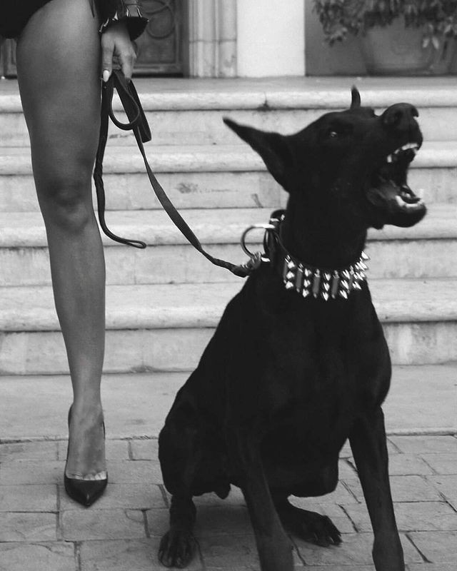 Bullrun_Gravano's tweet image. GM, ALPHA DOGS

What are we hunting for today?