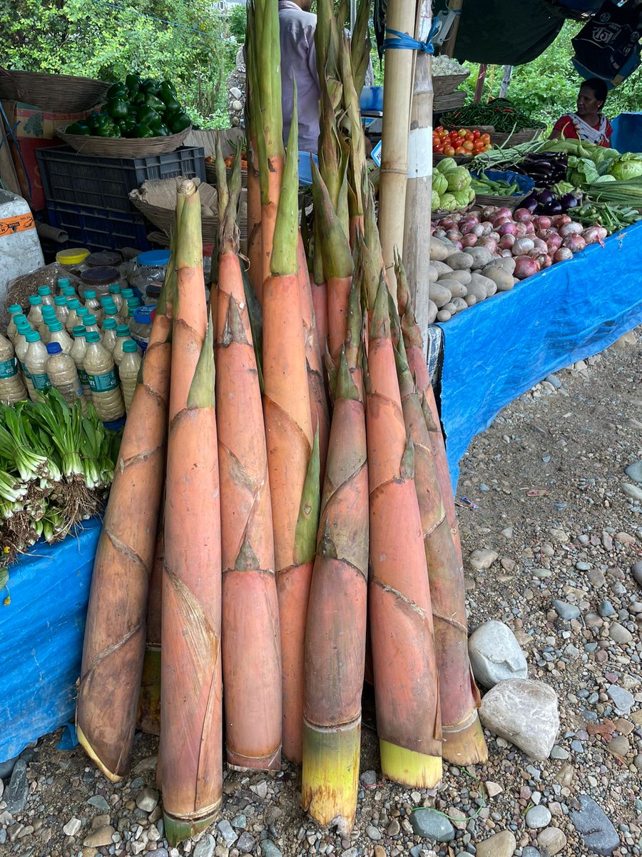 AtreeSiang's tweet photo. The arrival of bamboo shoot season highlights one of Arunachal Pradesh's most vital bioresources. Known as Iting (fresh), Ekung (fermented), and Eyup (sundried) in Adi, bamboo shoots sustain communities in Siang, combining tradition with ecological abundance. #Bioresources #Siang https://t.co/i5AuzEKLEr