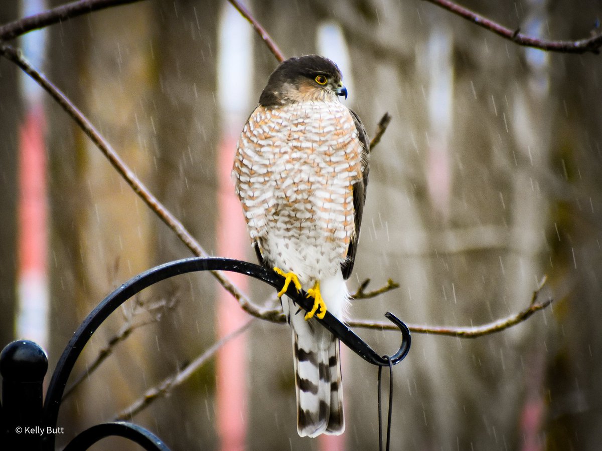 Sharp-shinned hawk looking for lunch in the rain.

#BirdsNL #birdwatching