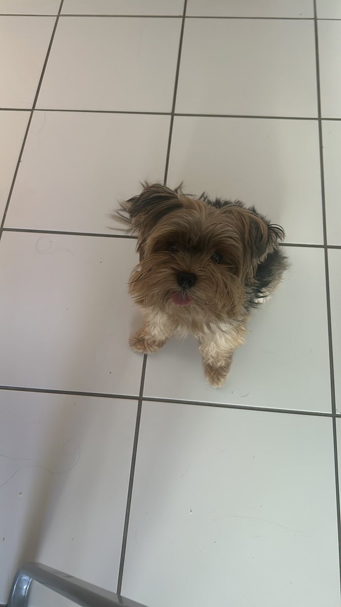 _camiilacruz's tweet photo. Como pode alguém ter medo desse fera: https://t.co/TcT4f2cThk