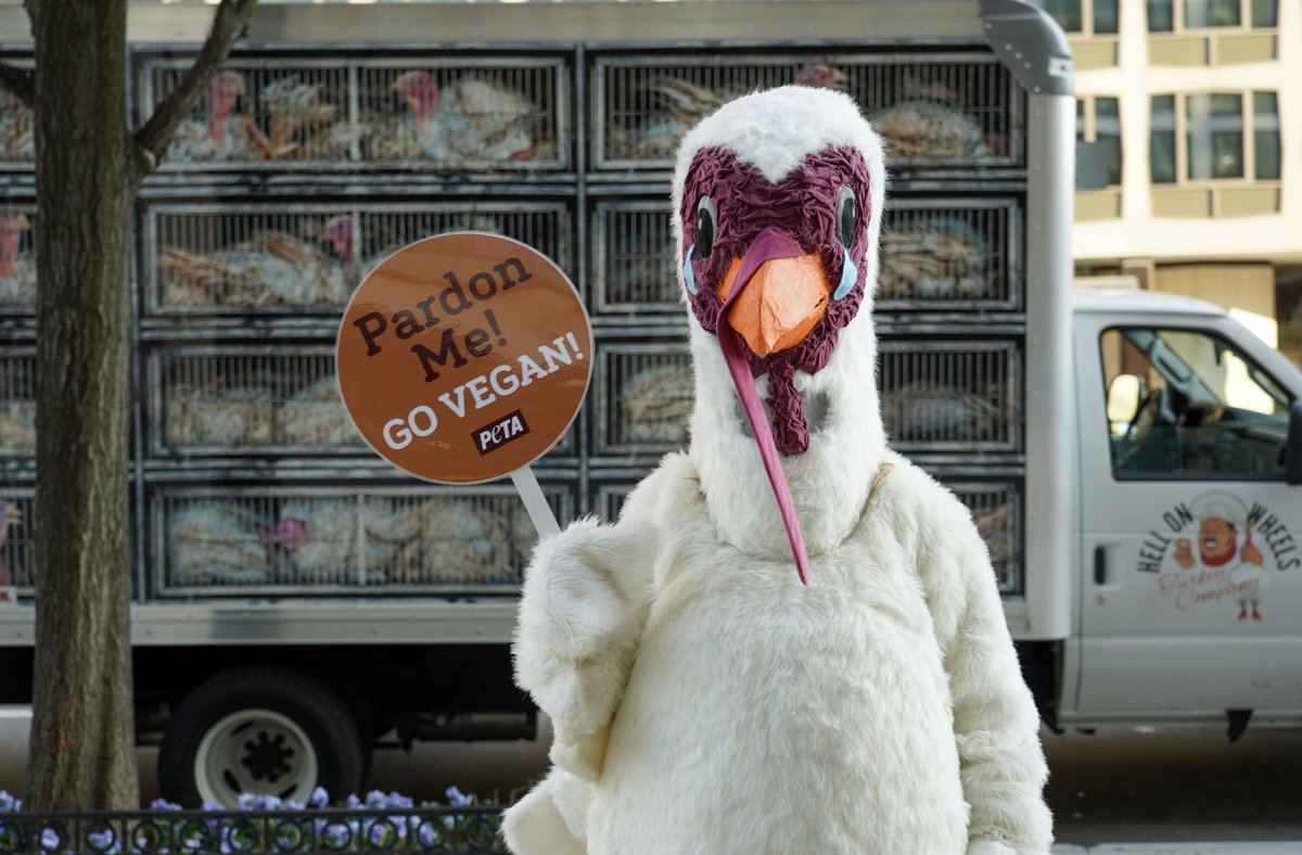 PETA’s ‘Hell on Wheels’ turkey truck rumbled up to the <a href="/WhiteHouse/">The White House</a>'s #TurkeyPardon to show everyone the misery turkeys endure  🦃👀

This “pardoning” sham is nothing more than a presidential endorsement of the cruel, destructive turkey industry!