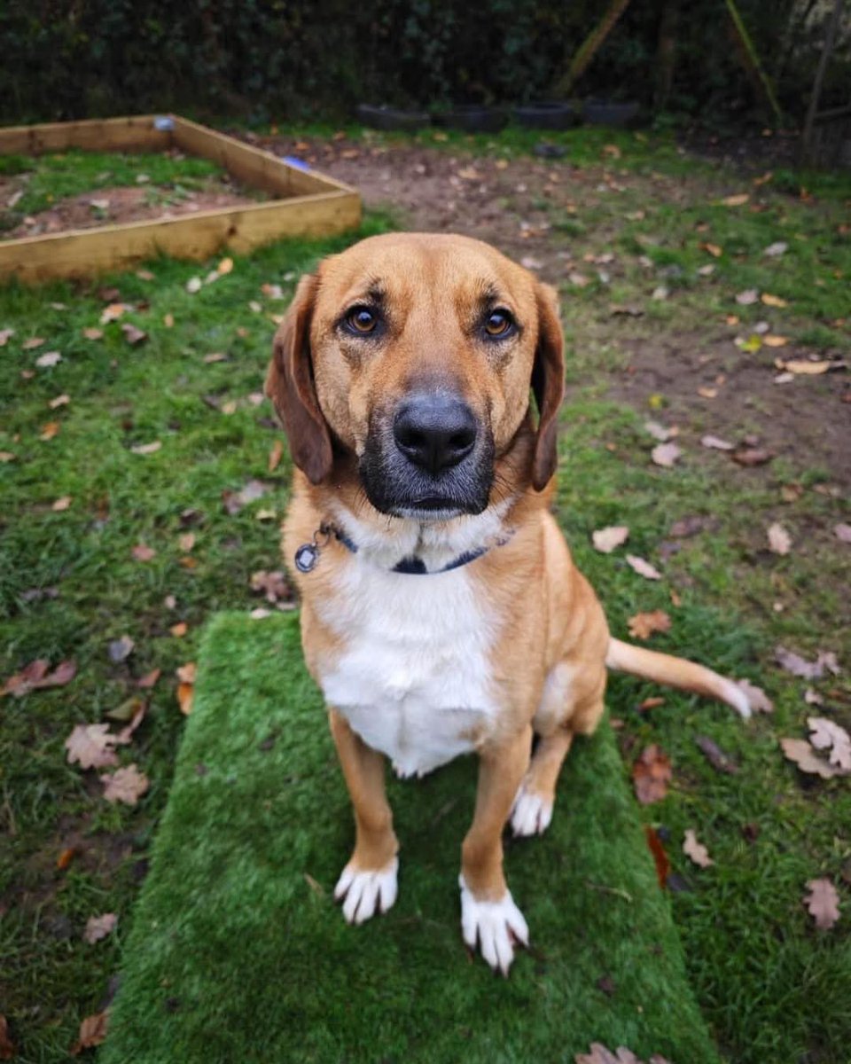 facebook.com/share/p/19S3Uz…
UK based #RescuMe #rescuedog 
Cooper in Nottinghamshire
