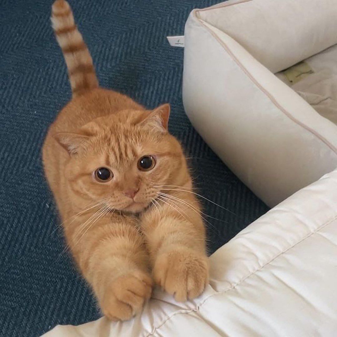 TheCatsX's tweet photo. Stretchhh https://t.co/nWDEzIpDza