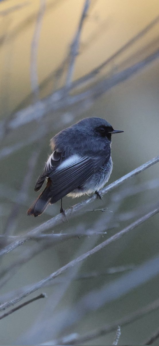 In recent days, there has been a stunning male blackredstart at the Dover end of the sea wall. Small numbers winter in Kent. As a breeding bird in the UK, they are rarer than golden eagles. Photo by volunteer ranger Clive.