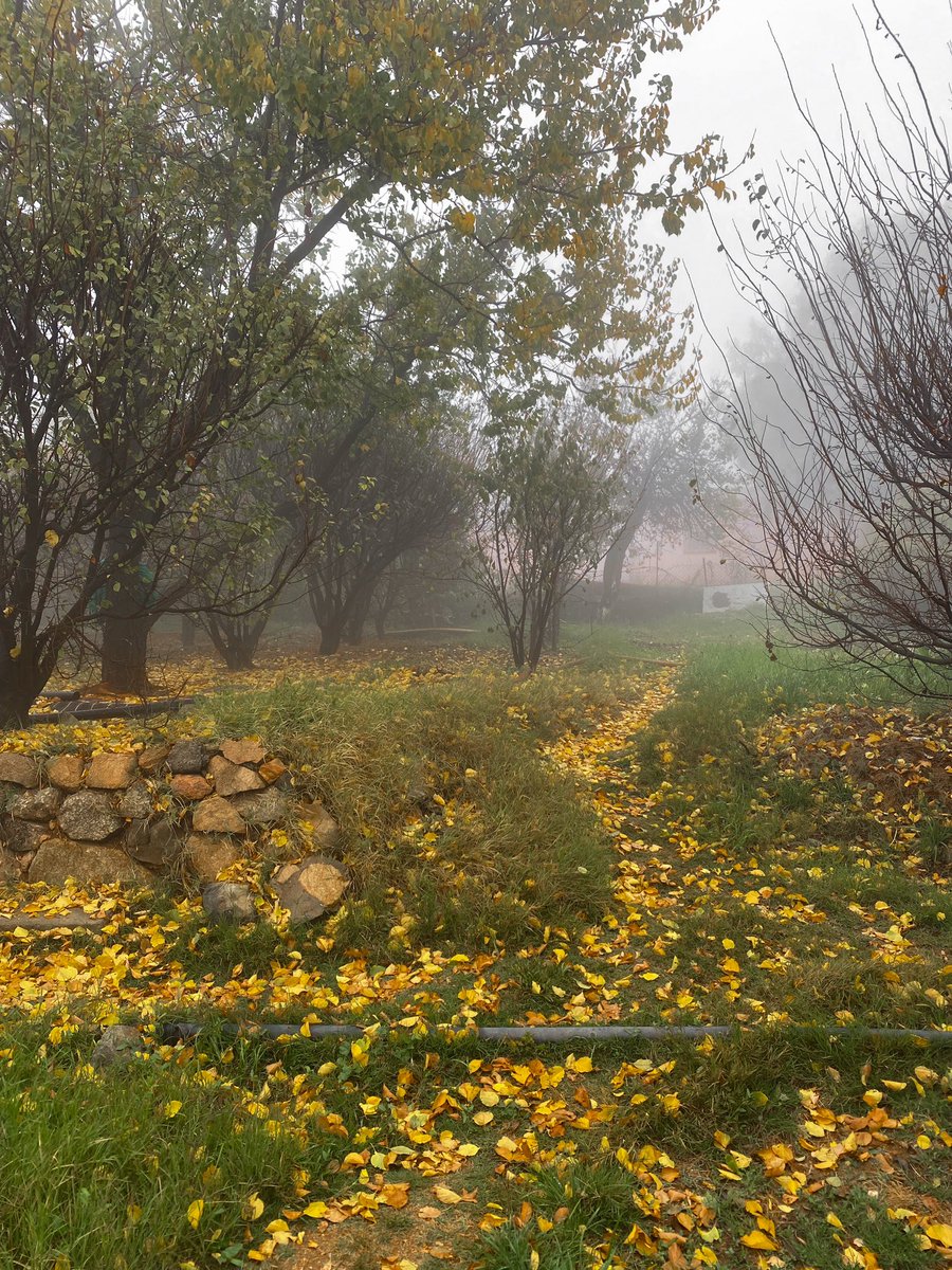meshariver's tweet photo. a foggy morning in the countryside https://t.co/gCff9Y3eLv