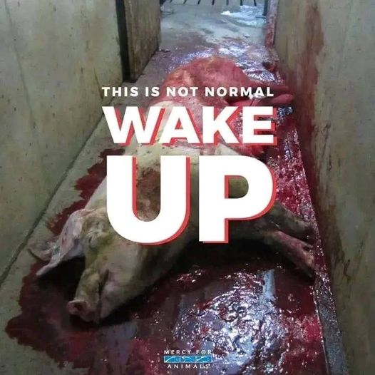 SerraoMarcus's tweet photo. please wake the fuck up

help in my bio https://t.co/VeGfDsonL3