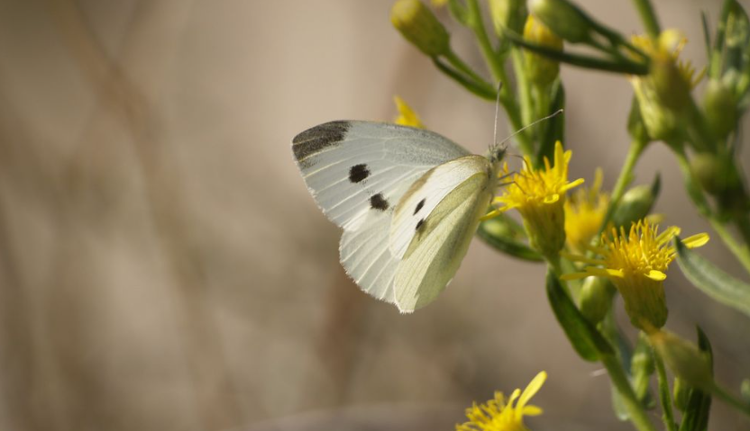 BETA_TechCentre's tweet photo. 🦋Col·laborem amb BIBIO en el projecte Jardins de Papallones, per seguir aquests insectes bioindicadors i millorar la #biodiversitat. 

També s’ha estudiat la creació d’aquests jardins en cementiris, amb plantes autòctones per afavorir l’ecosistema. 🌿 🐝 https://t.co/pVVC5wPZKn