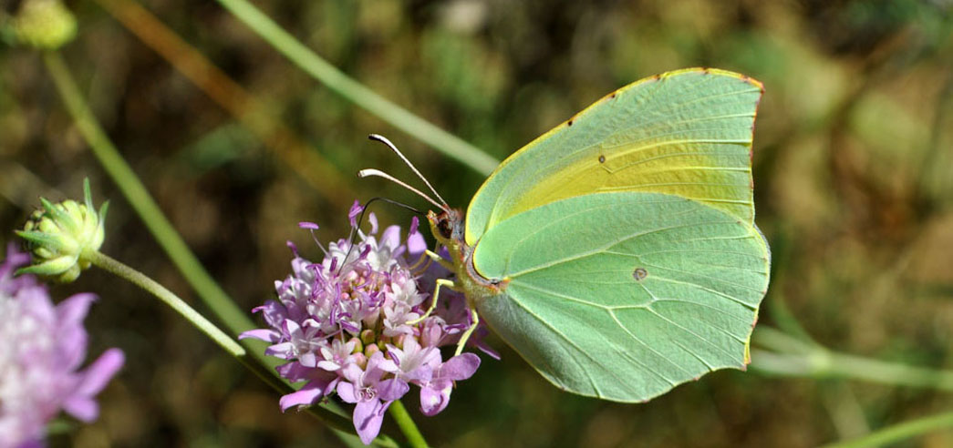 BETA_TechCentre's tweet photo. 🦋Col·laborem amb BIBIO en el projecte Jardins de Papallones, per seguir aquests insectes bioindicadors i millorar la #biodiversitat. 

També s’ha estudiat la creació d’aquests jardins en cementiris, amb plantes autòctones per afavorir l’ecosistema. 🌿 🐝 https://t.co/pVVC5wPZKn