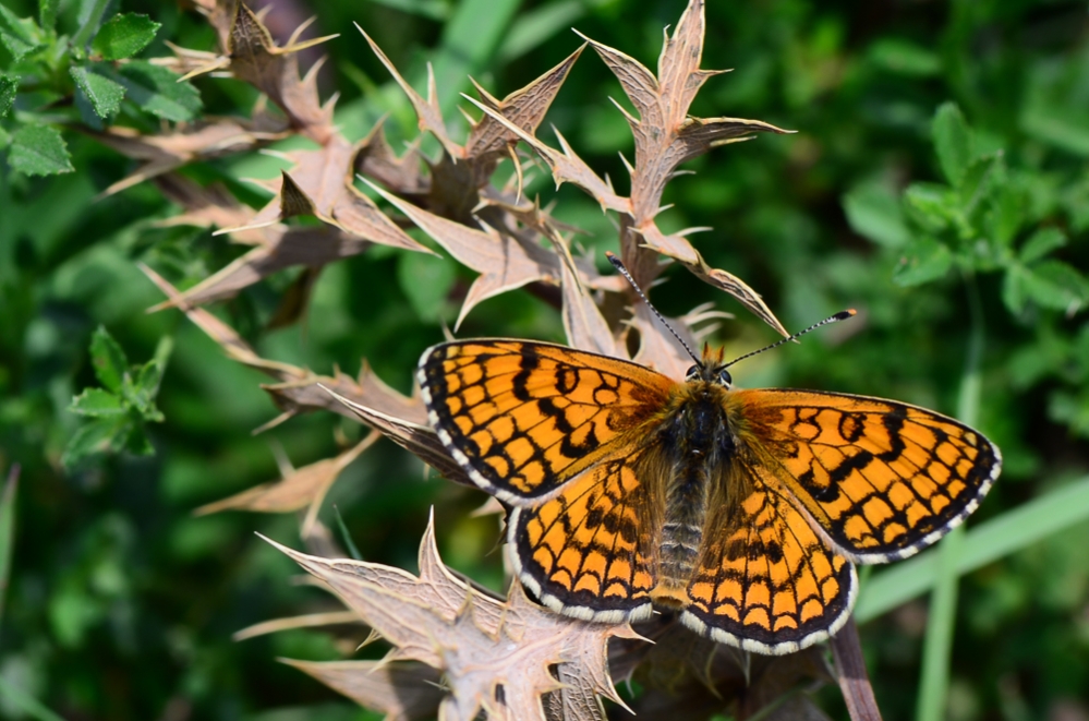 BETA_TechCentre's tweet photo. 🦋Col·laborem amb BIBIO en el projecte Jardins de Papallones, per seguir aquests insectes bioindicadors i millorar la #biodiversitat. 

També s’ha estudiat la creació d’aquests jardins en cementiris, amb plantes autòctones per afavorir l’ecosistema. 🌿 🐝 https://t.co/pVVC5wPZKn