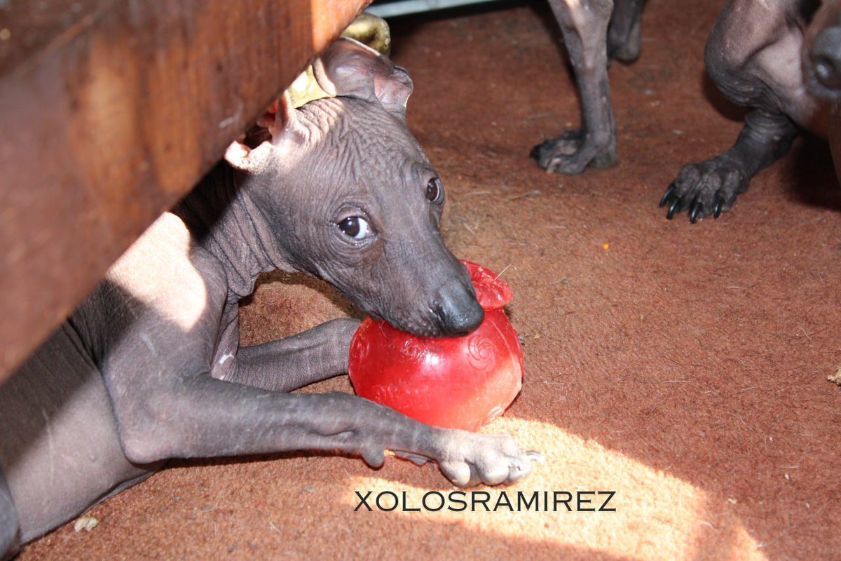 xolosramirez1's tweet photo. Xipilli es una perrita muy juguetona y activa. Le encanta correr, saltar y jugar con pelotas. También es muy inteligente y aprende rápidamente nuevos trucos. #Xoloitzcuintle #XoloDog #MexicanHairlessDog #XolosRamirez #Xoloitzcuintli #IntermediateXolo https://t.co/lj14gdig74
