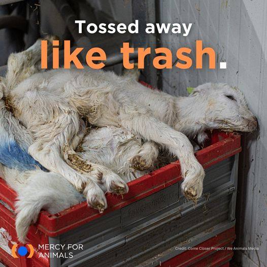 SerraoMarcus's tweet photo. life is not garbage. 

help in my bio https://t.co/jRFGgiotXE