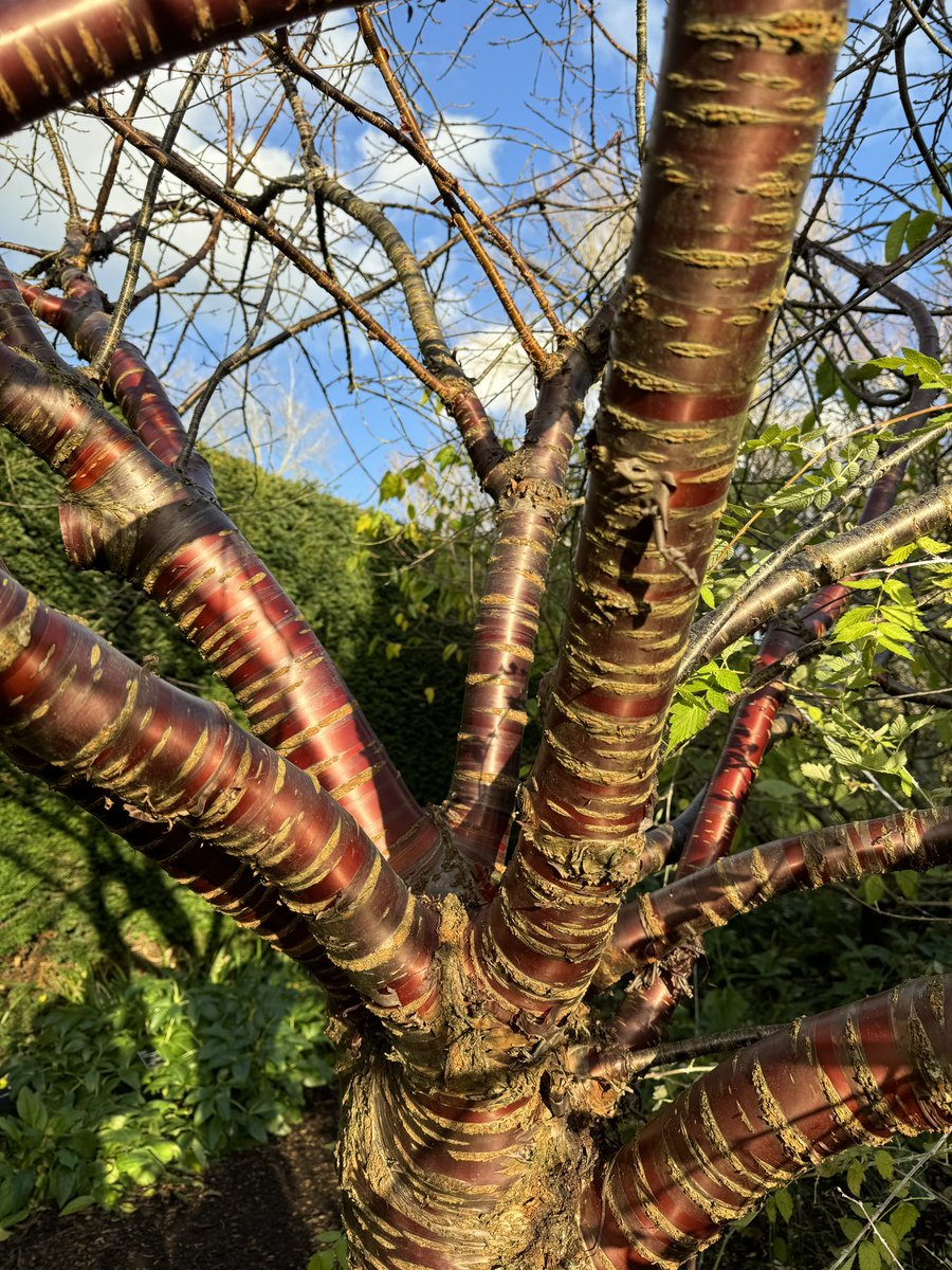 We’re enjoying our trees in the sun today &amp; this #NationalTreeWeek!
🌳Take a wellbeing walk - enjoy our collection of almost 2,000 trees of all shapes &amp; sizes, vibrant barks &amp; colourful leaves 
🌳Follow our free tree trail &amp; discover the science they support 
#MondayMotivation