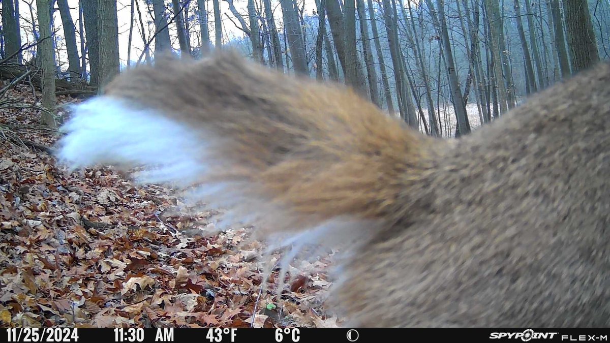 thwaacker's tweet image. A little tail for ya. #FlexM #spypoint @SpypointCamera