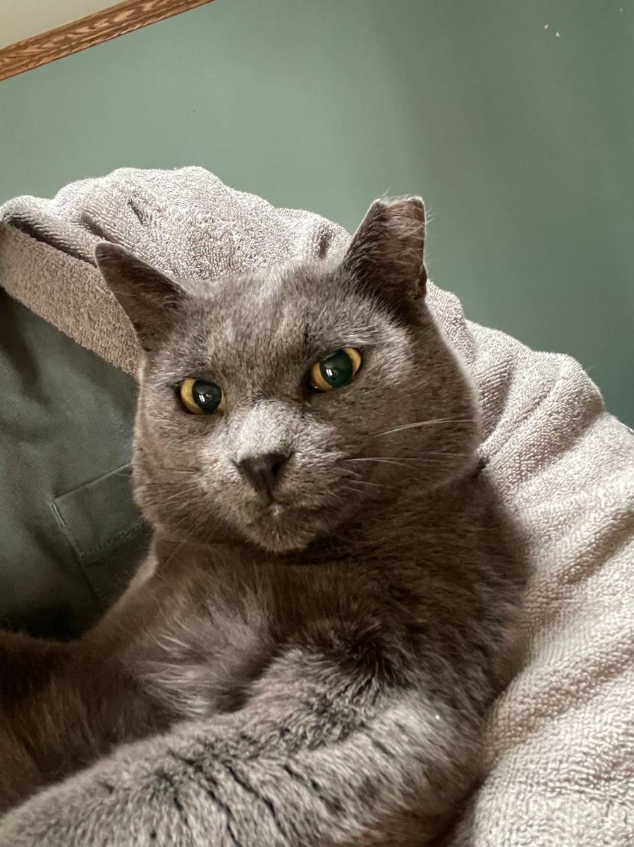 Diamond The Cat Coin tweet media
