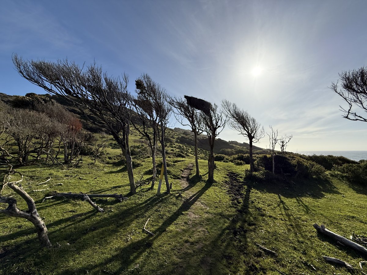 valdivianopcion's tweet photo. 🟢 Parque Tepuhueico - zona costa
#Chiloe #Cucao https://t.co/bM9Wl9I8Rl