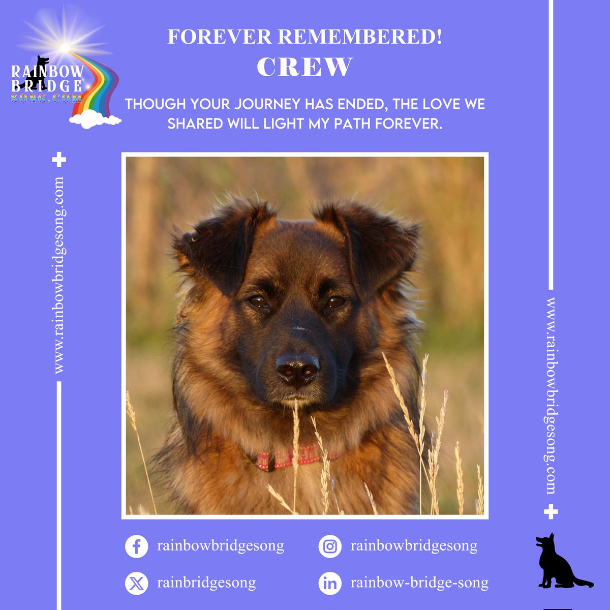 RainBridgeSong's tweet photo. Though your journey has ended, the love we shared will light my path forever.

#RBS #RainbowBridgeSong #RainbowBridge #ForeverRemembered #PetsLove #DogsAreFamily #Cute #PetPhotography #Pet #Dog #Cat #Puppy #CutePuppy #Love #PetLovers #PetLoss #InLovingMemory #PetsInParadise https://t.co/7Mbxiuhyme