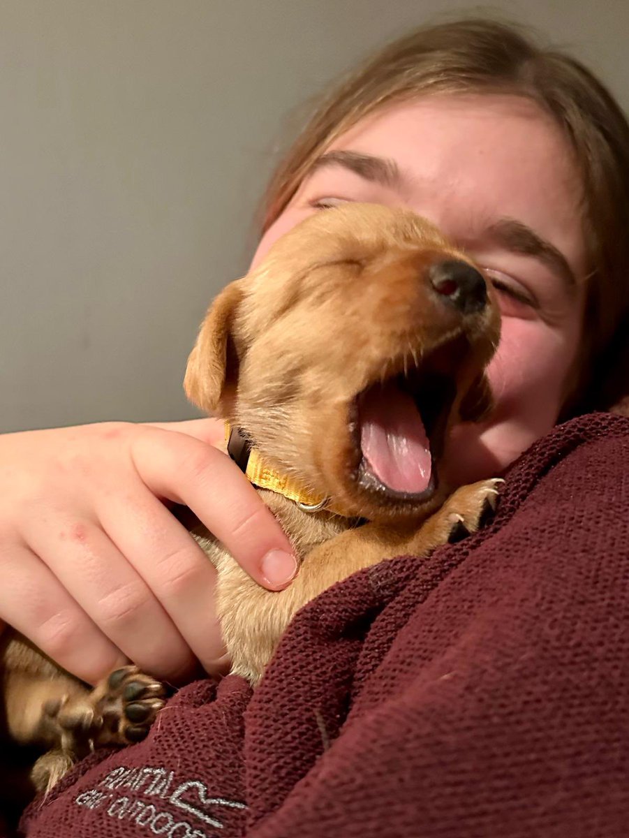 poshbird555's tweet photo. Who could resist this little face?
A new nibling in the family on January. (Potentially called Skye.)
Actual niece is delighted!
#Labrador
#emotionalsupportdog
#notacat https://t.co/ybdNOHpw7g