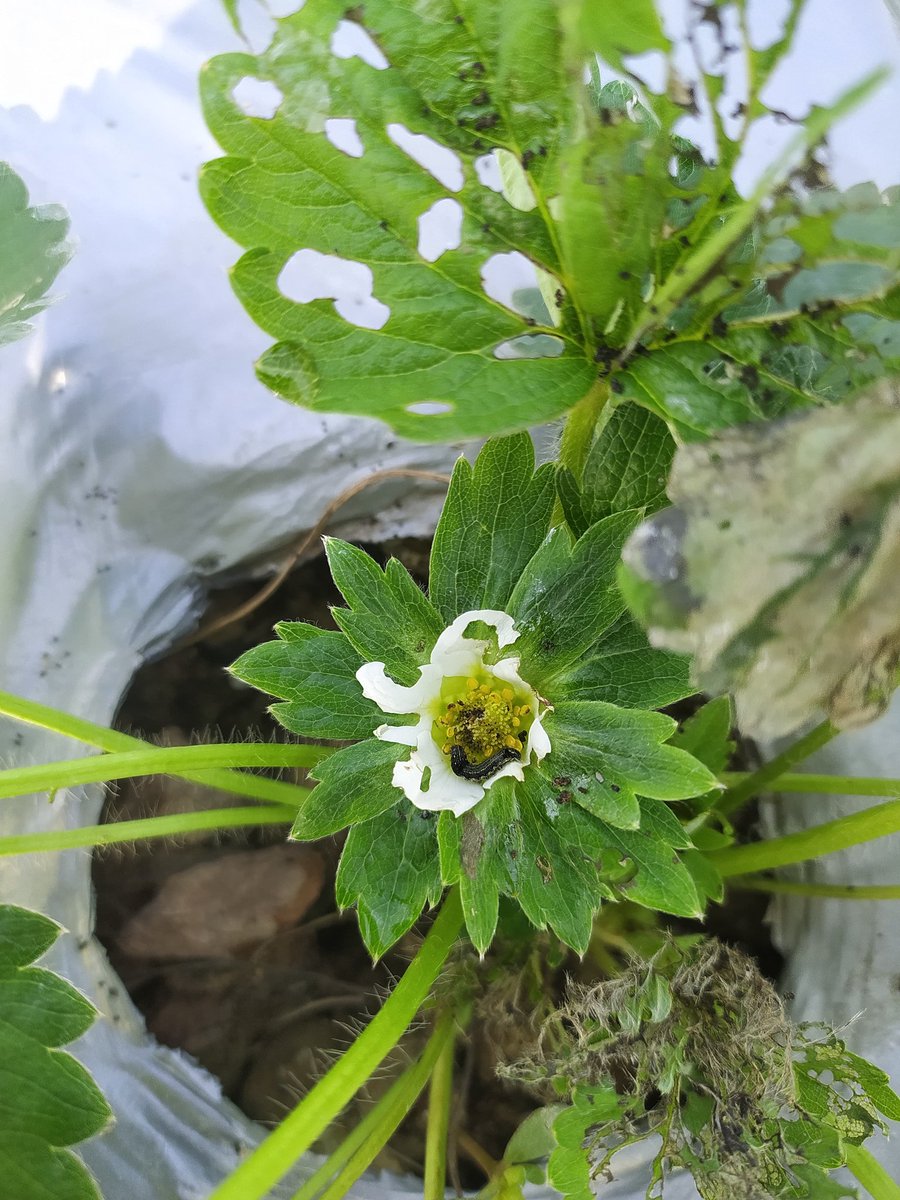 Sudhans10401496's tweet photo. Spodoptera infestation in vegetative stage in #Strawberry .Black colour larvae feed on the leaf as well as flower and cause damage substantially if it is not check in time .its nocturnal in nature . #insectpest @alabamaED @ICAR_IIHR @AgriExperts https://t.co/Vih3Qz5Ooo