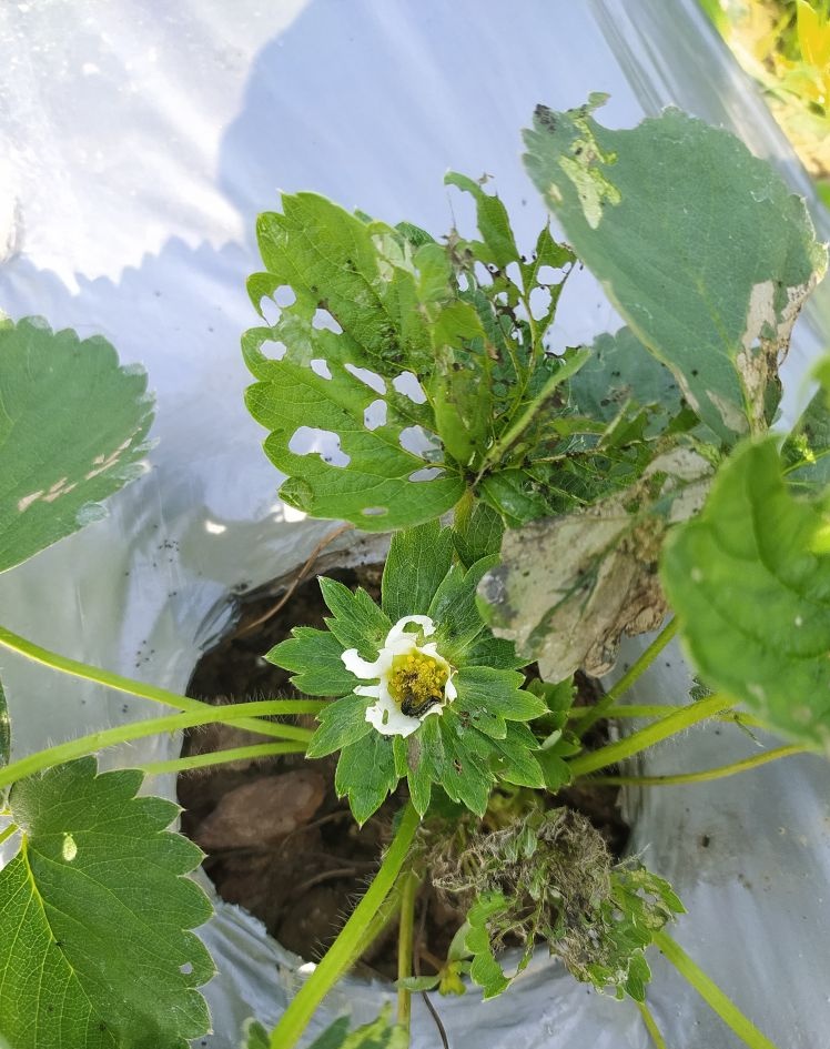 Sudhans10401496's tweet photo. Spodoptera infestation in vegetative stage in #Strawberry .Black colour larvae feed on the leaf as well as flower and cause damage substantially if it is not check in time .its nocturnal in nature . #insectpest @alabamaED @ICAR_IIHR @AgriExperts https://t.co/Vih3Qz5Ooo