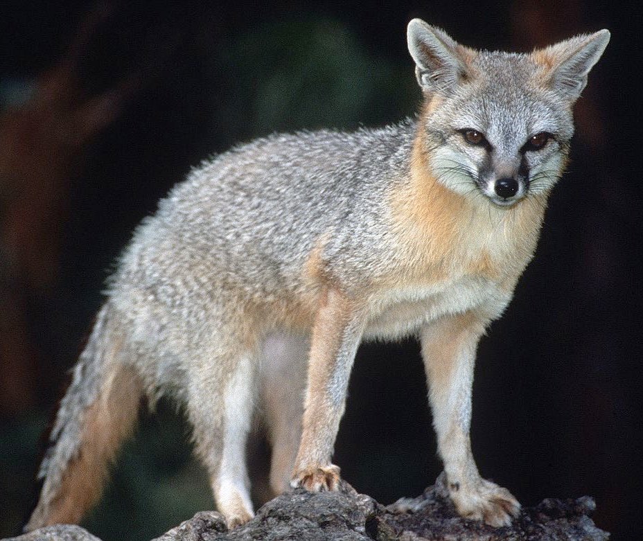 Hunters repeatedly attacked by a suspected rabid fox Sun. on Ft. Huachuca. Hunters fought back, killed fox. Foxes, skunks &amp; bats most common rabies carriers. Avoid contact w/wildlife acting erratically. Clear area, call 623-236-7201 ASAP, seek shelter. Be cautious near waters.