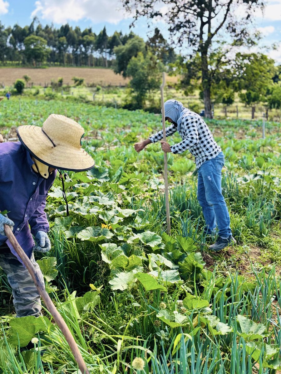 Cuidando da nossa horta! Hoje foi dia de capinar nossas plantações de couve e cebolinha!🌱