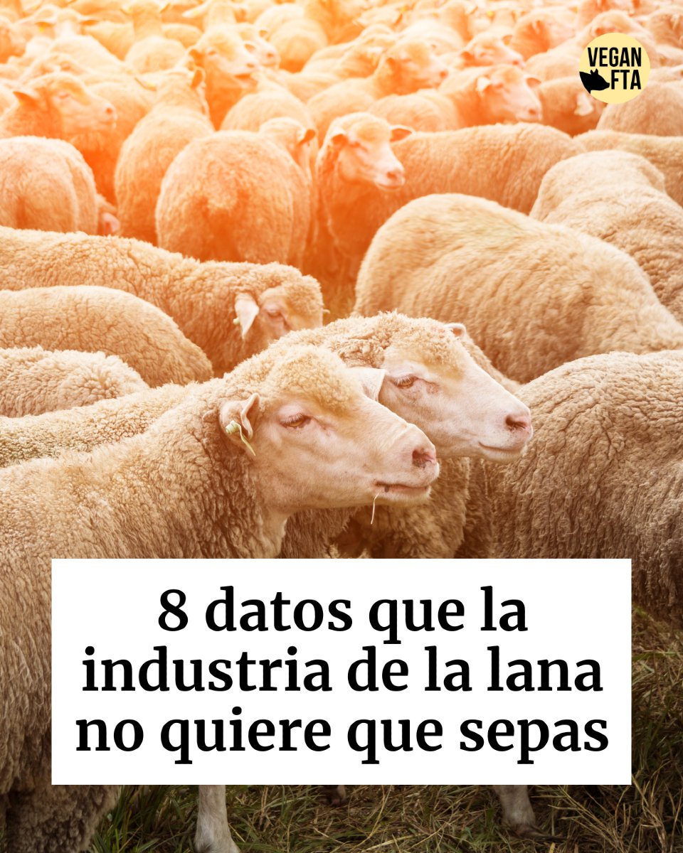 VeganFTAEspanol's tweet photo. La industria de la lana no quiere que sepas esto 👀🐑
👉 Lee la nota en inglés en https://t.co/r7OqYZrQwK
🤓 Otras notas en español en https://t.co/FGKI4tn1T0
#lanadeoveja #prendasdevestir #ovejas #derechosanimales #animalsrights https://t.co/V9fVlXLM0P
