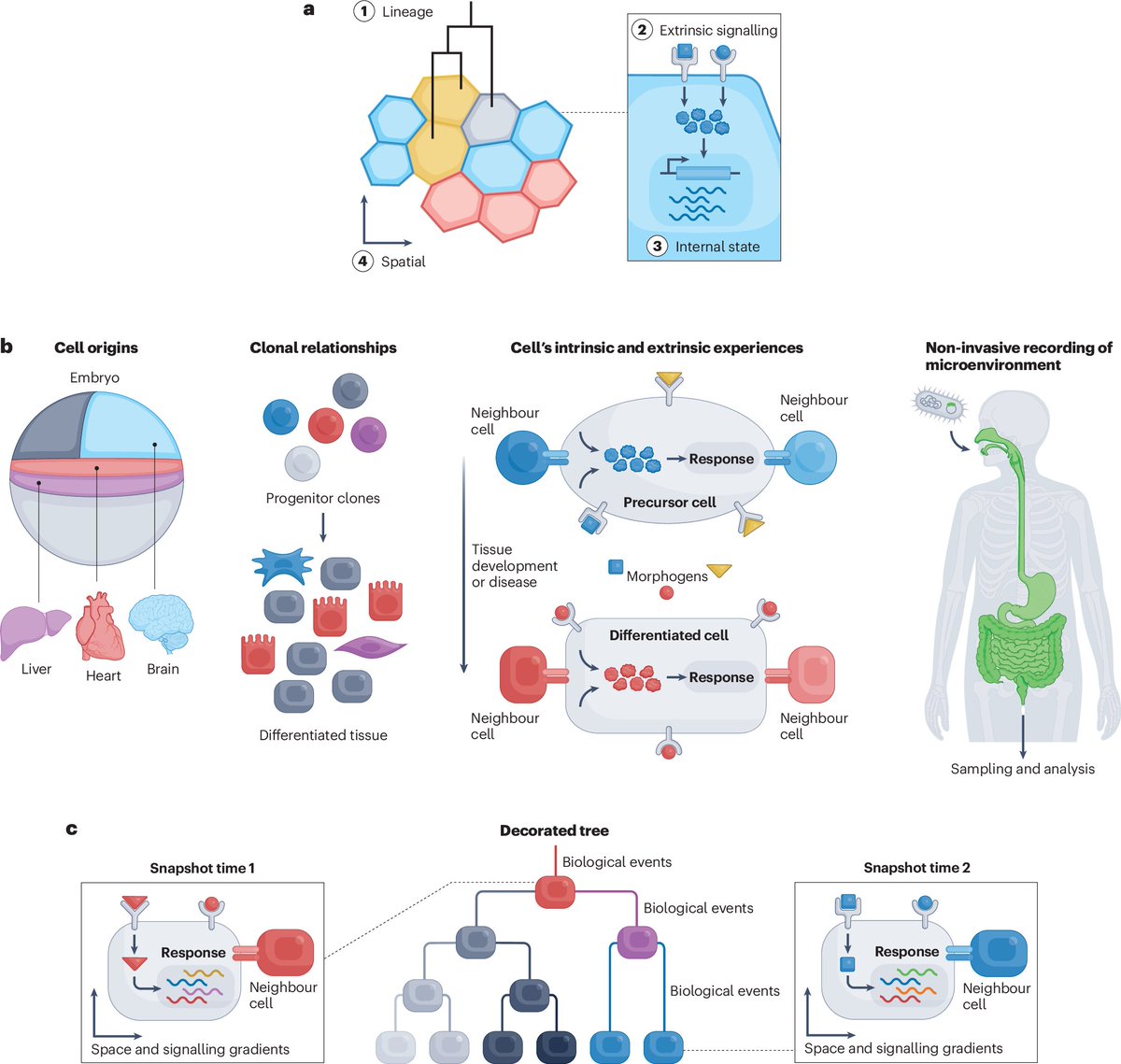 A paradigm for biology is emerging in which cells can be genetically programmed to write their histories into their own genomes