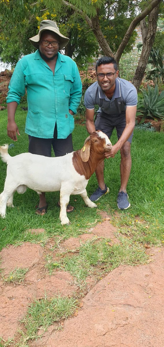 𝙏𝙝𝙖𝙣𝙠 𝙮𝙤𝙪 𝙖𝙣𝙙 𝘾𝙤𝙣𝙜𝙧𝙖𝙩𝙪𝙡𝙖𝙩𝙞𝙤𝙣𝙨 goes to DUSSHAN, for supporting us and strengthening his flock with our TOP GENETIC YOUNG RAMS

AGRIFRESH &amp; Family, we’re excited to have you in the *BROTHERS FARM LIVESTOCK* family!

Your trust and confidence in our genetic