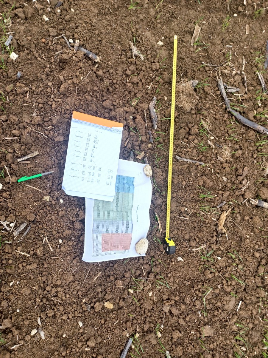 Comptage des pieds levés dans nos essais variétaux et densité-TS blé.🌾 
La connaissance de la densité est cruciale pour l'interprétation à  venir des résultats. 
Cette année, essai très homogène. 👍
Les outils traditionnels😉 de l'opérateur au 1er plan.