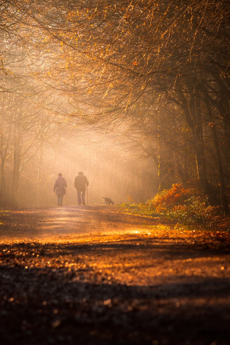 EddAllenPhoto's tweet photo. 'Carrying The Weight of Time'

A couple walk their faithful companion through early morning light in a local woodland.

#ThePhotoHour @OPOTY @ShimodaDesigns @Benro_UK @NikonEurope https://t.co/mABVjcolL6