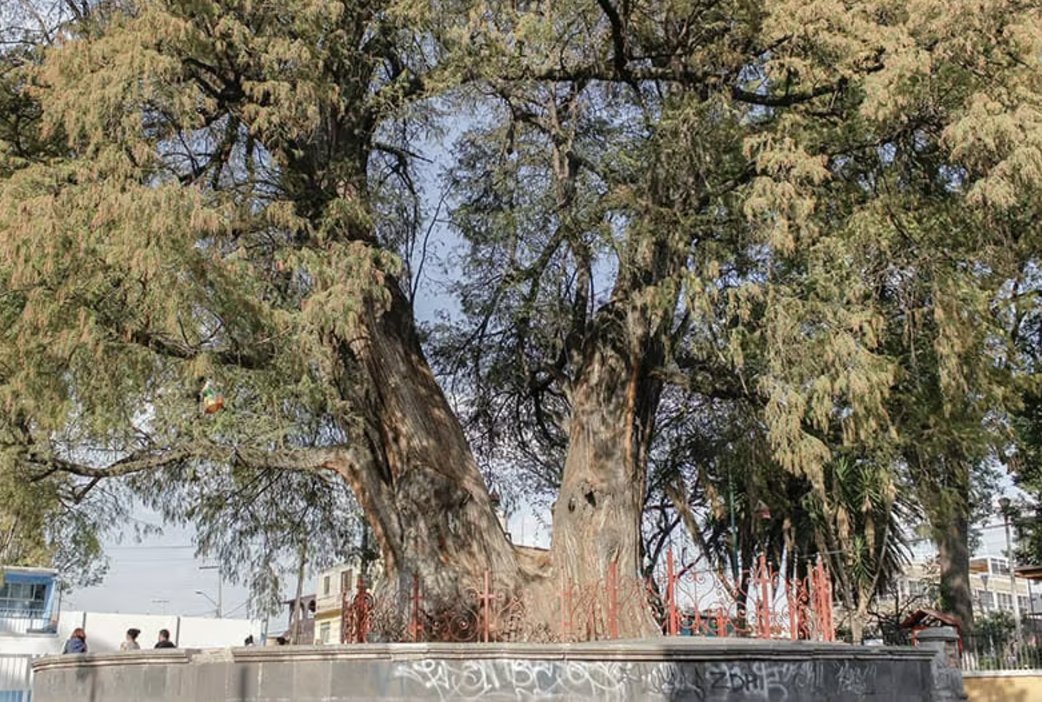 localmx_'s tweet photo. #VidaLocal En Azcapotzalco hay un monumental ahuehuete, muy querido por la colonia con más de 700 años. https://t.co/tkuzCs5uqd https://t.co/YJth9ZfEad